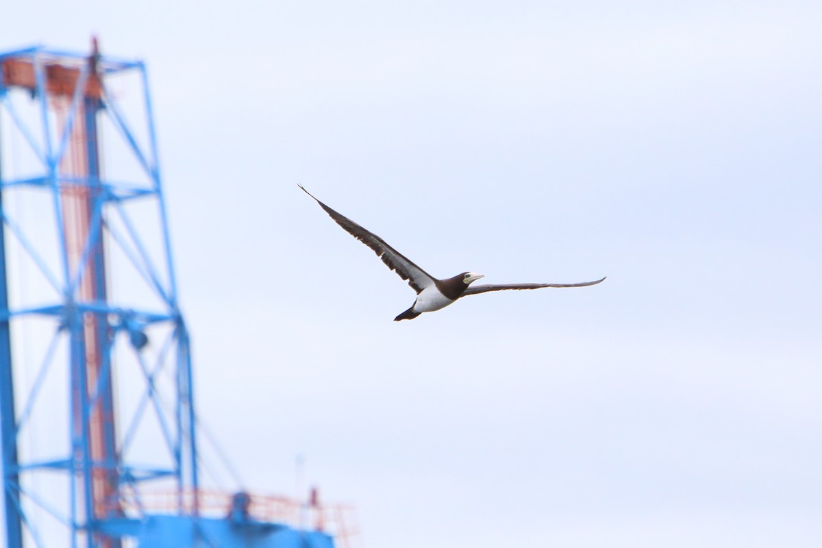 Brown Booby - Yiming Qiu