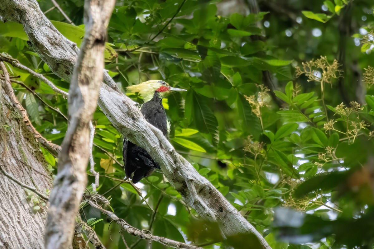 Blond-crested Woodpecker - ML616252802