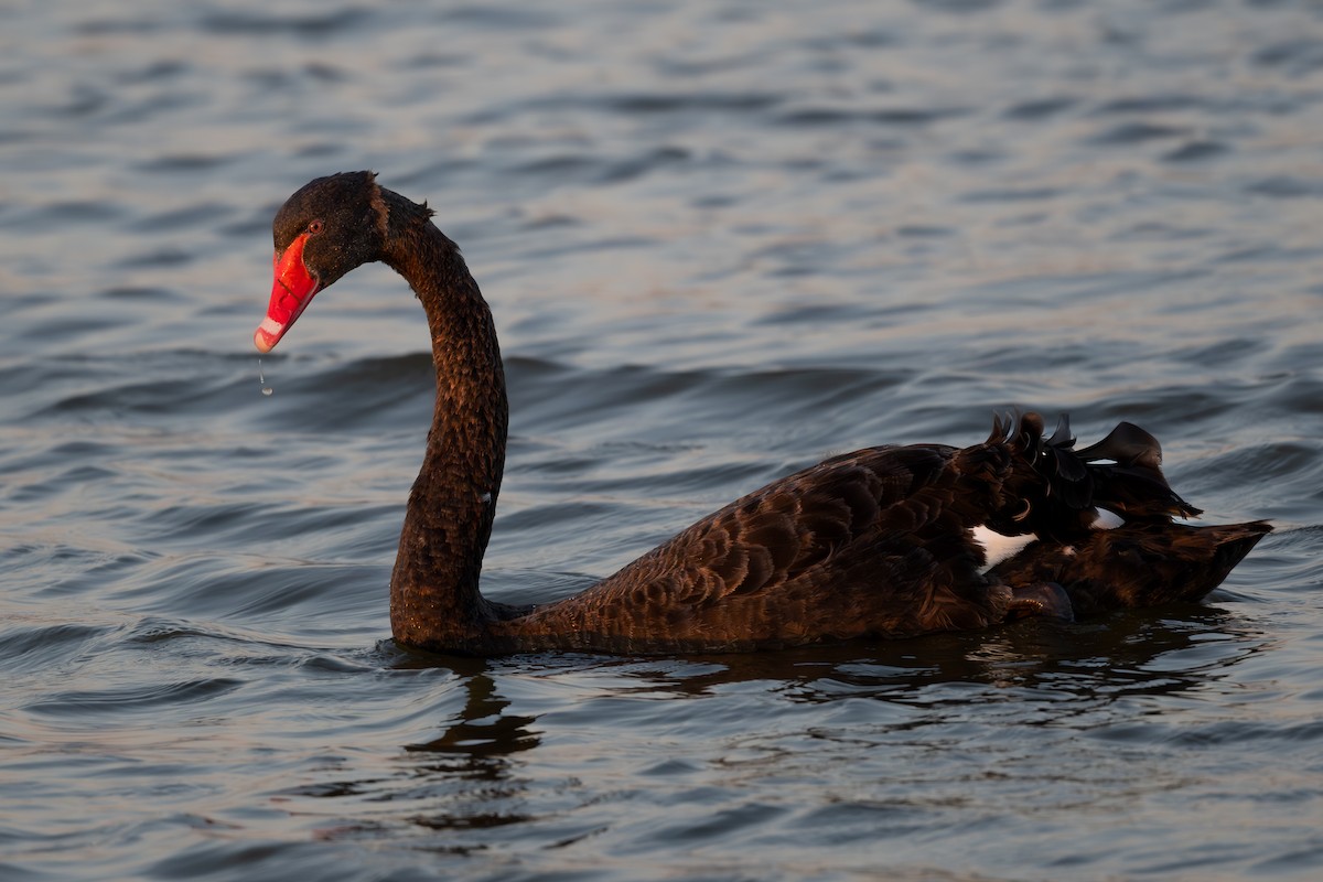 Black Swan - ML616252809