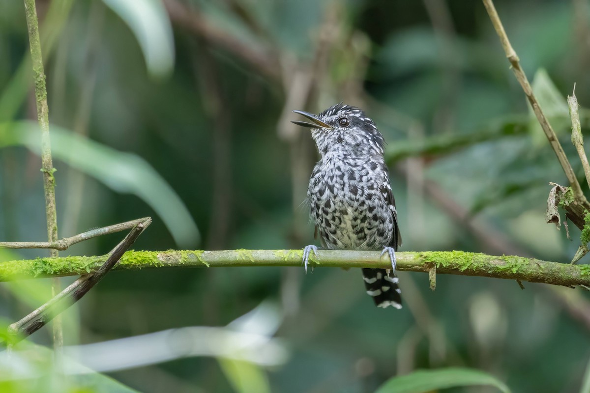 Scaled Antbird - ML616252823