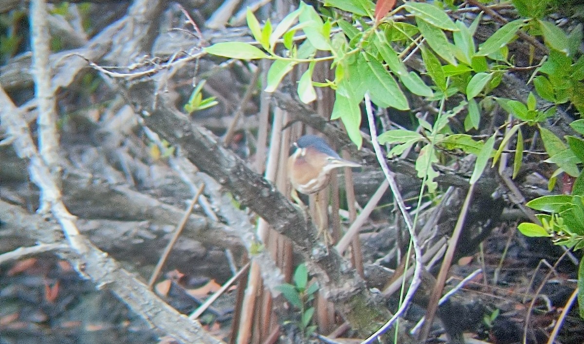 Least Bittern - Anuar López