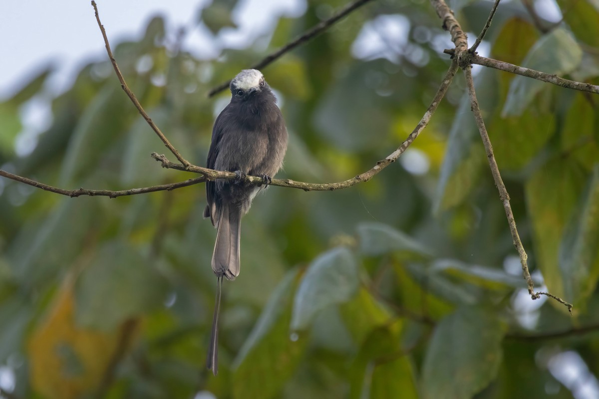 Long-tailed Tyrant - ML616252849