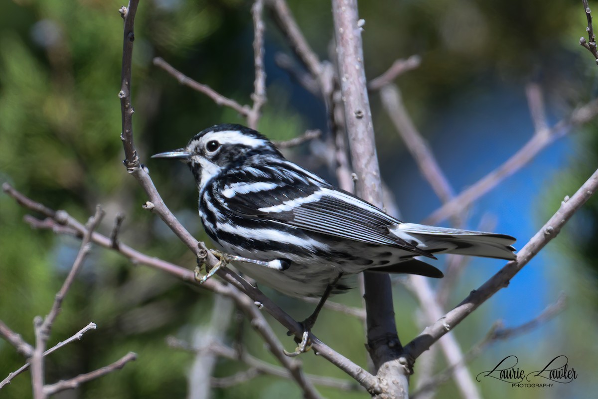 Black-and-white Warbler - Laurie Lawler