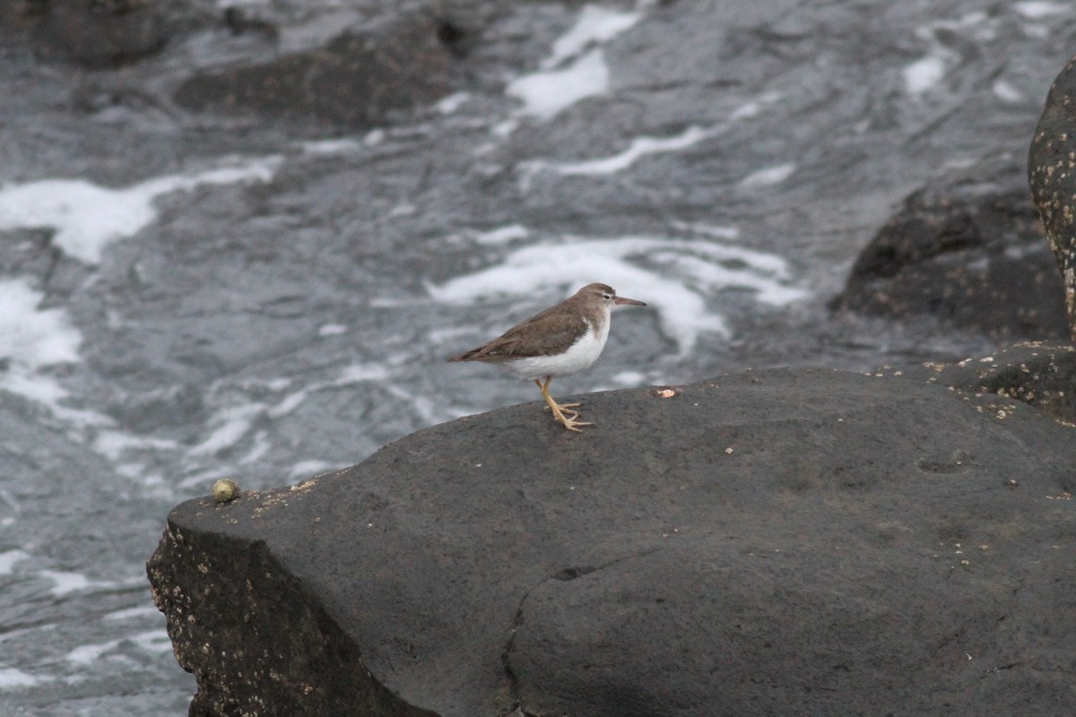 Spotted Sandpiper - ML616252877