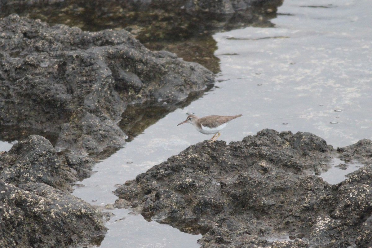 Spotted Sandpiper - ML616252878