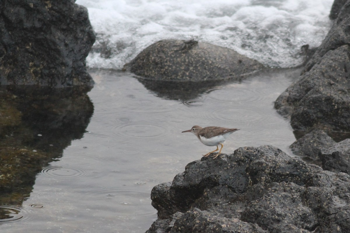 Spotted Sandpiper - Xabier Remirez