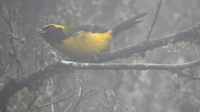 Masked Mountain Tanager - ML616252892