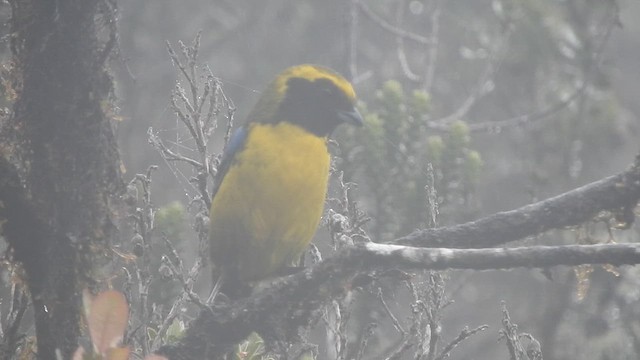 Masked Mountain Tanager - ML616252895