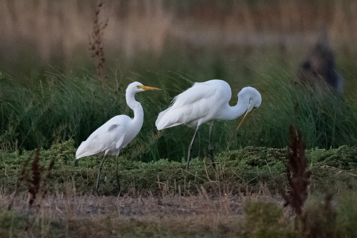 Plumed Egret - ML616252916