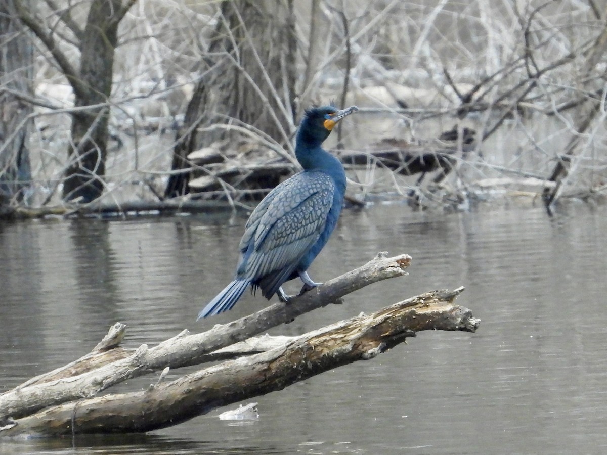 Double-crested Cormorant - ML616252923