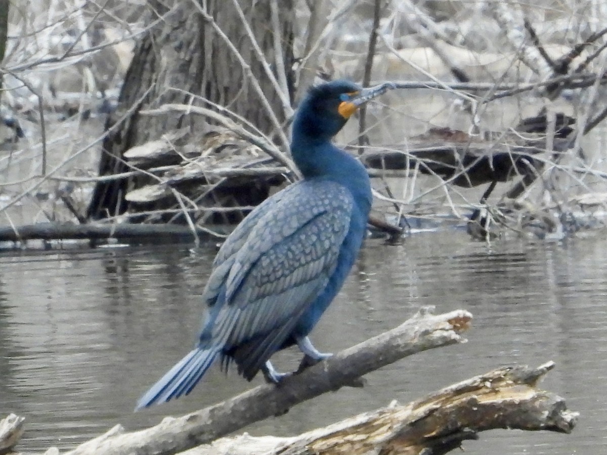 Double-crested Cormorant - ML616252924