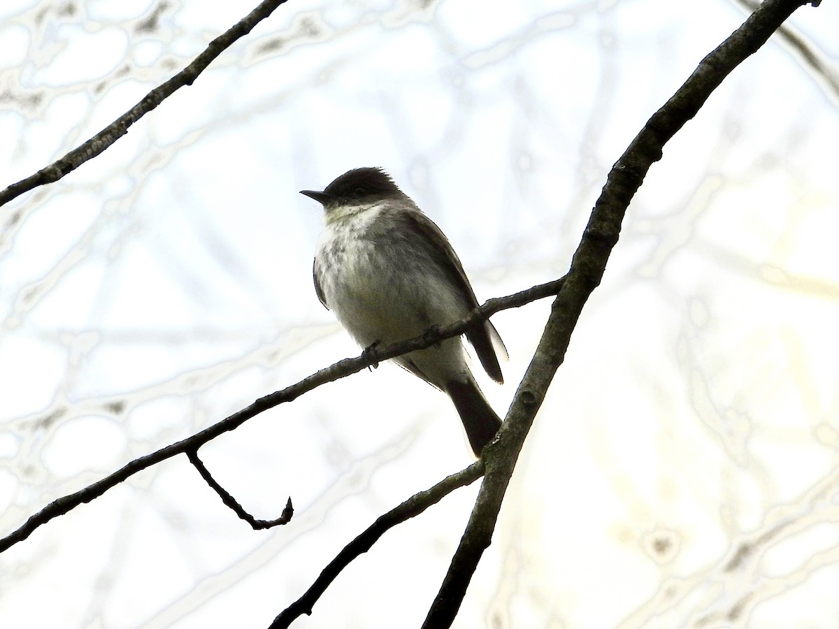 Eastern Phoebe - ML616252944