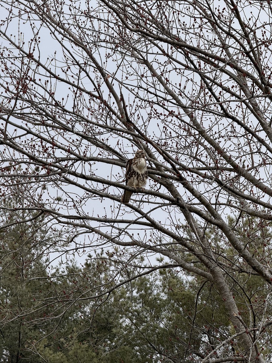 Red-tailed Hawk - ML616253098