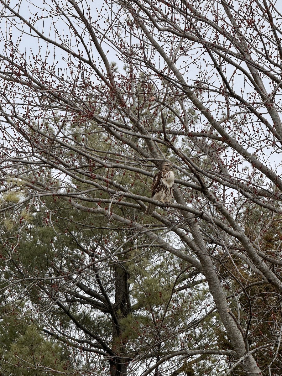 Red-tailed Hawk - Brandi Sikorski