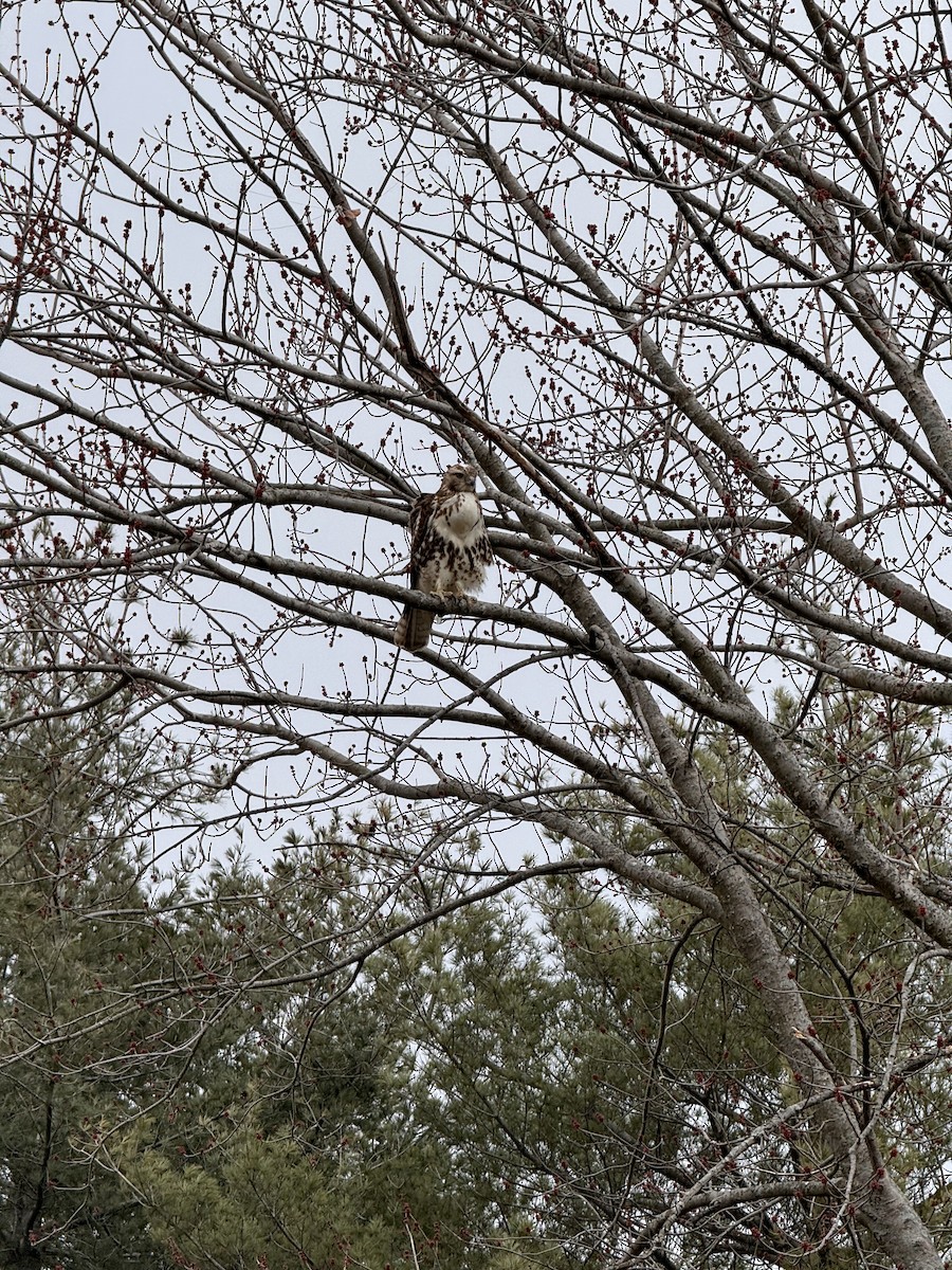 Red-tailed Hawk - ML616253100