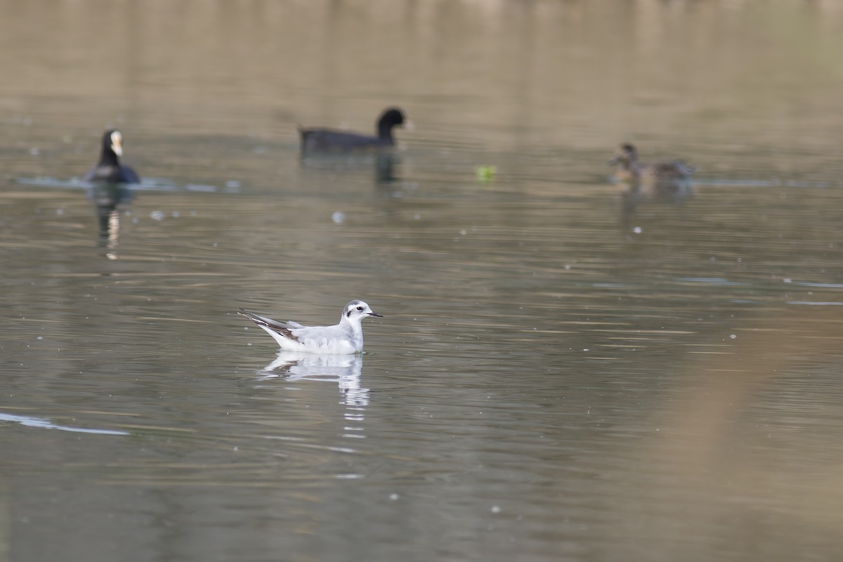 Mouette pygmée - ML616253141