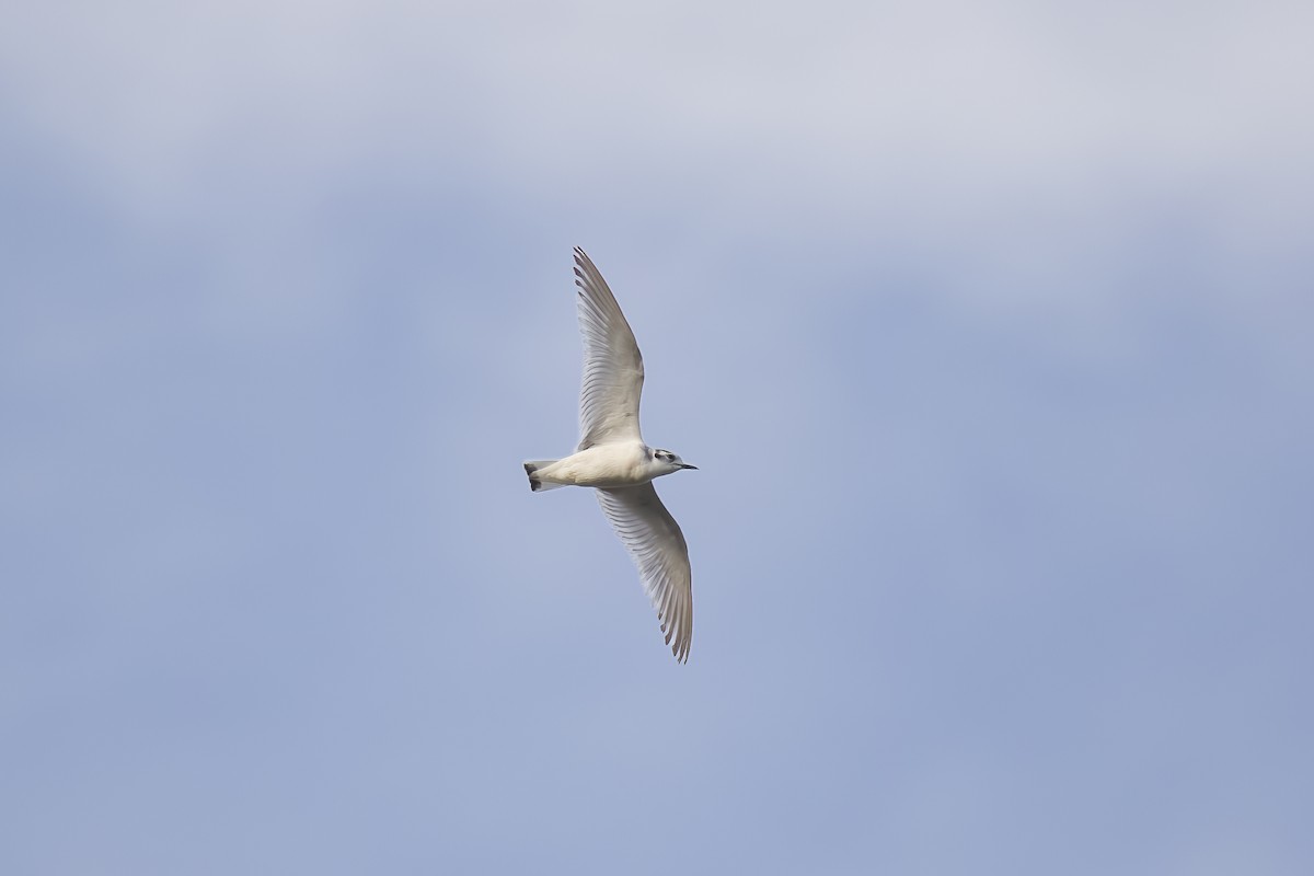 Little Gull - ML616253147