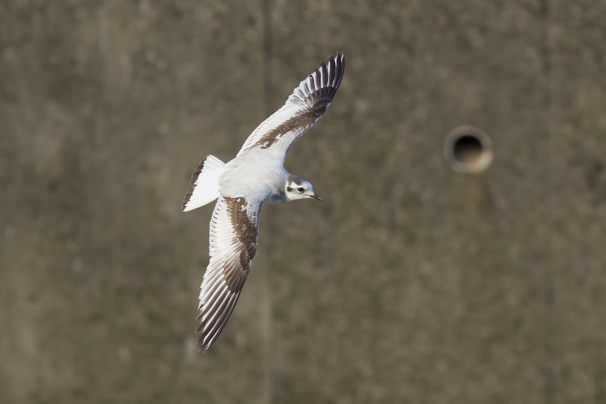 Mouette pygmée - ML616253180