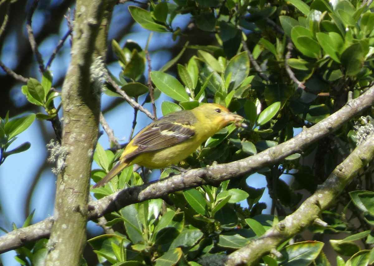 Western Tanager - David Assmann