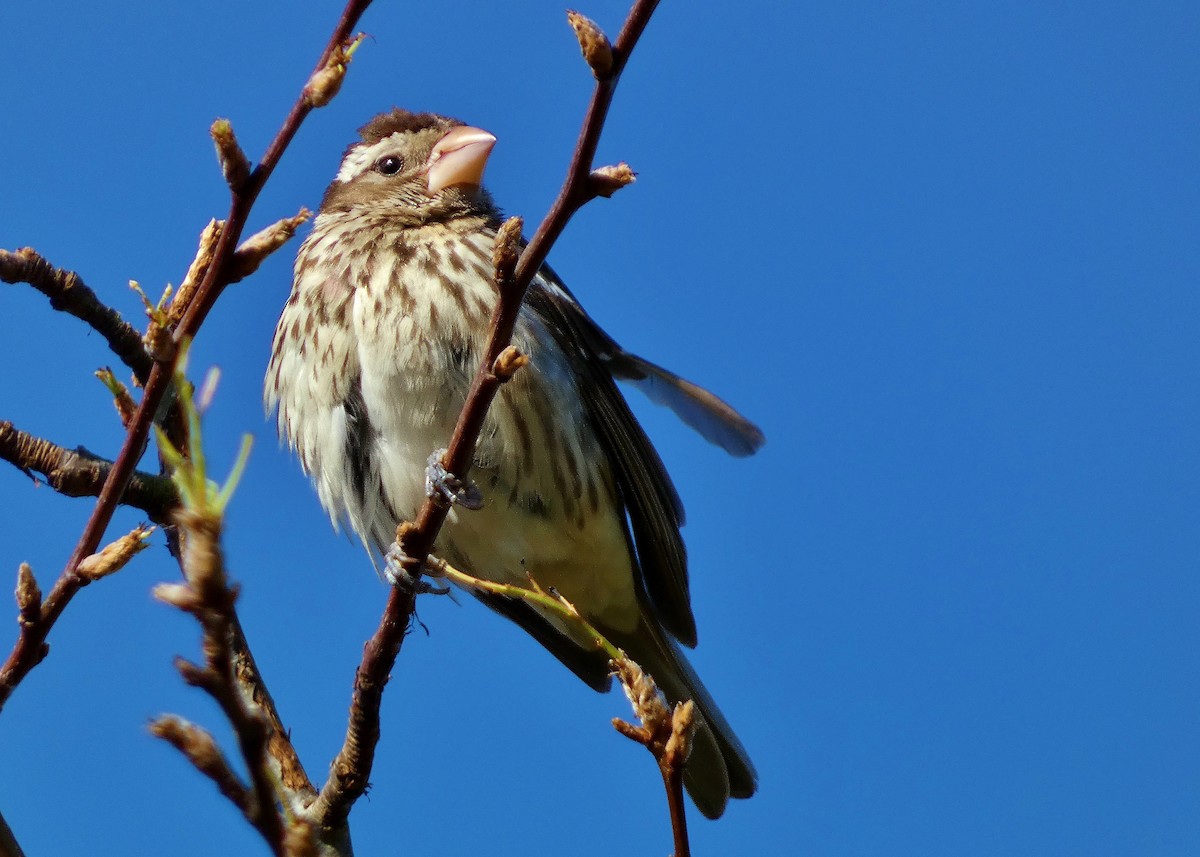 Rose-breasted Grosbeak - ML616253201