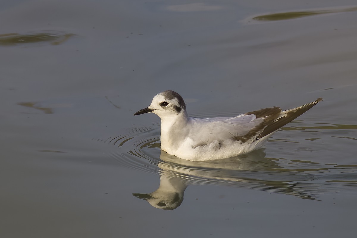 Little Gull - u7 Liao