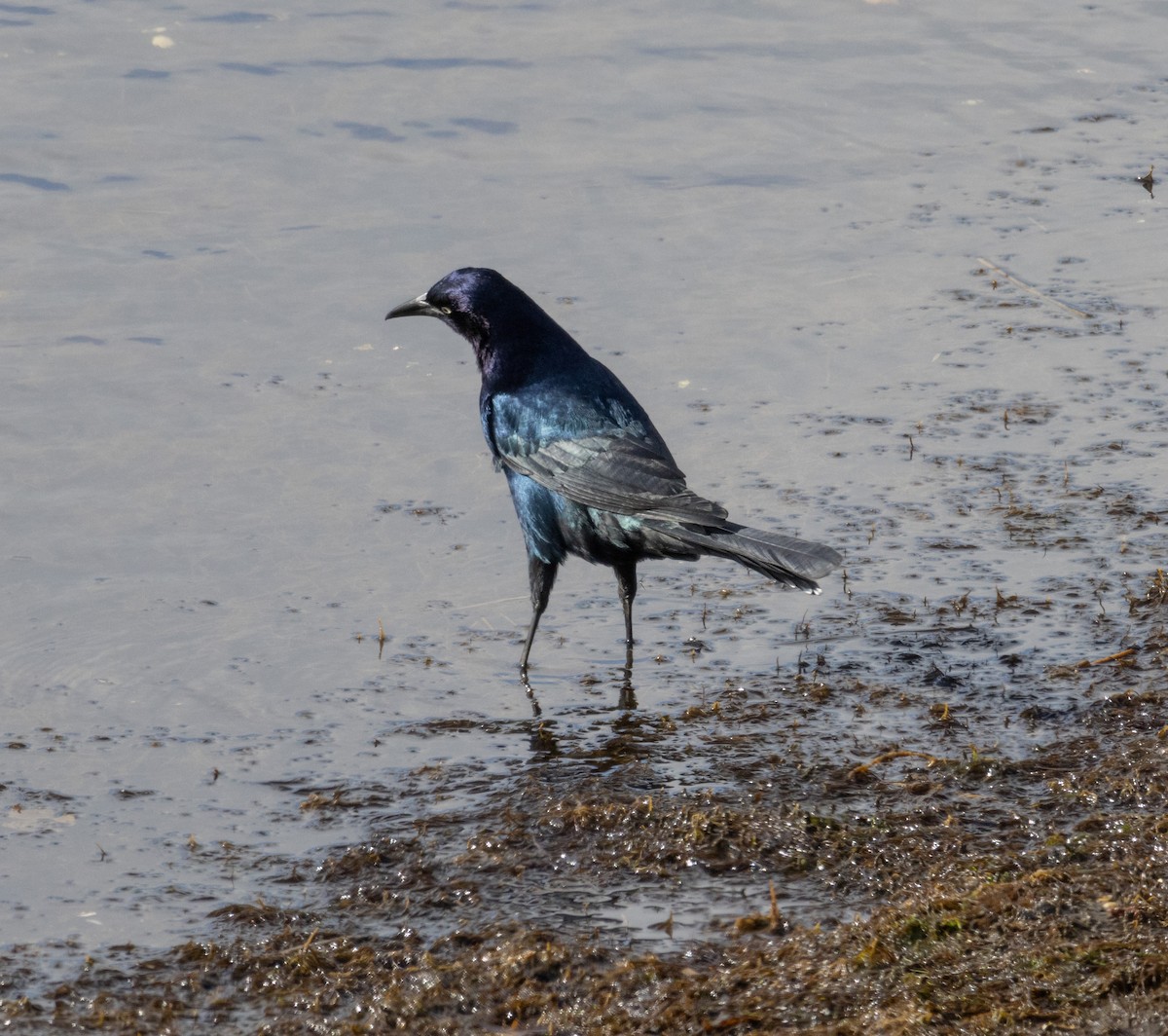 Boat-tailed Grackle - ML616253230