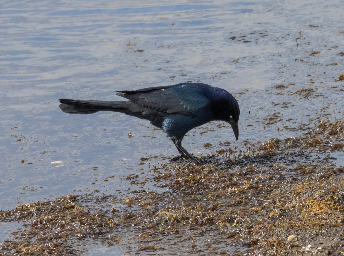 Boat-tailed Grackle - ML616253231