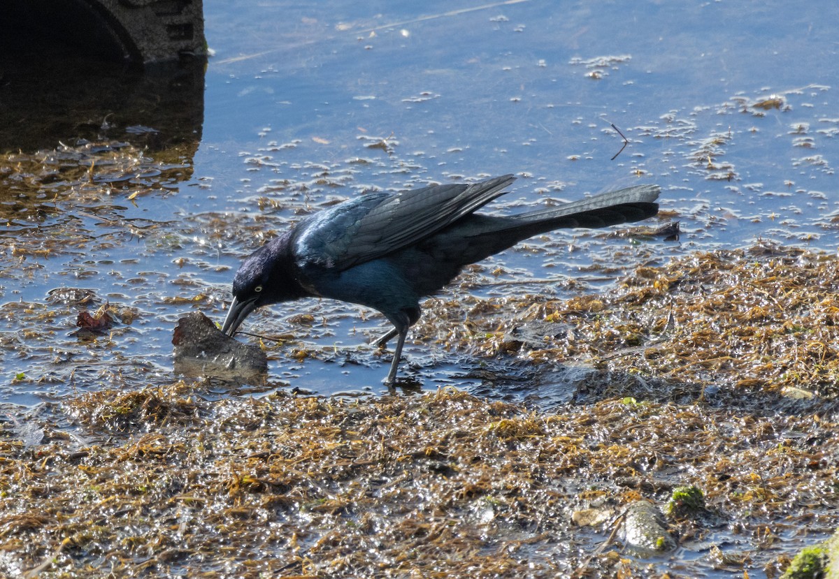 Boat-tailed Grackle - ML616253233