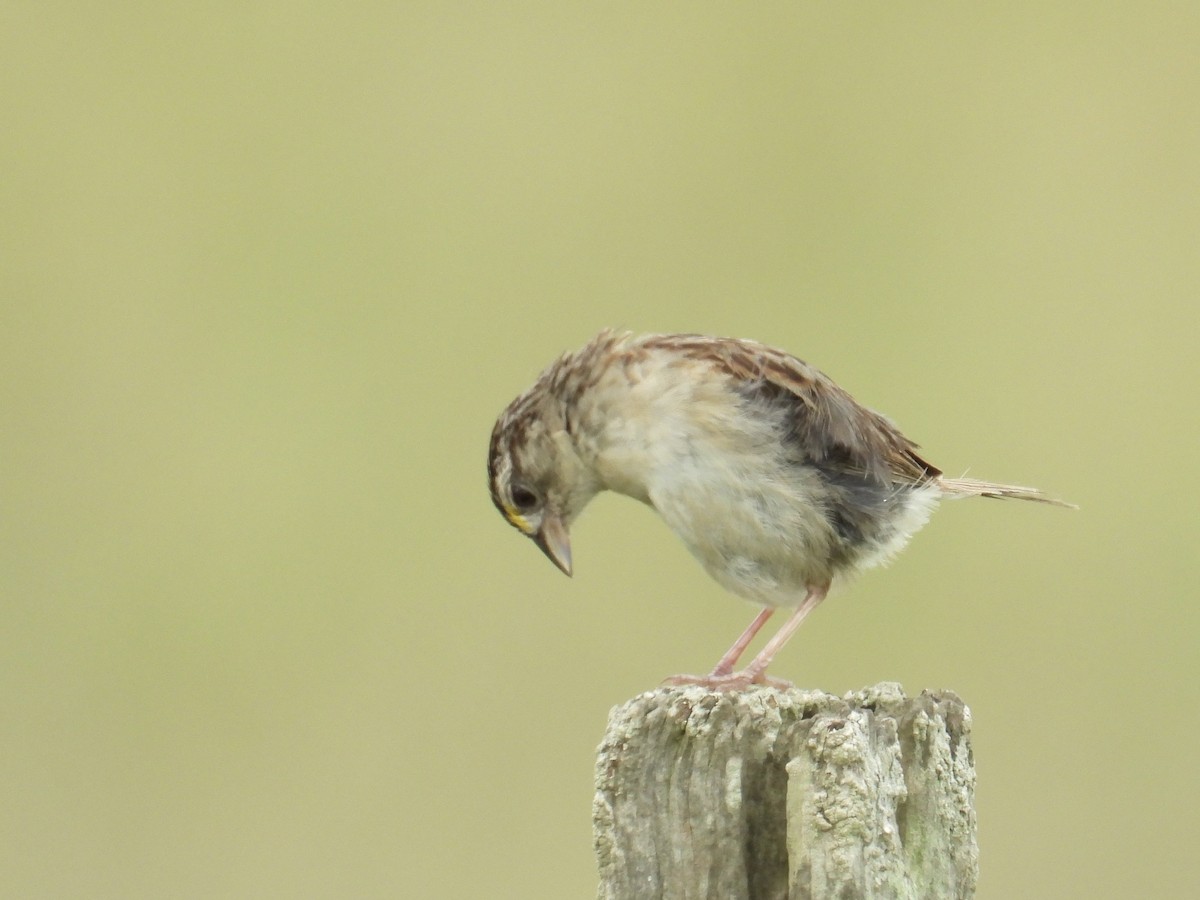 Grassland Sparrow - Alejandra Pons