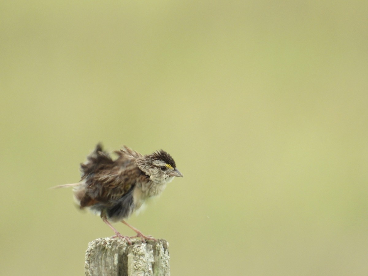 Grassland Sparrow - ML616253239