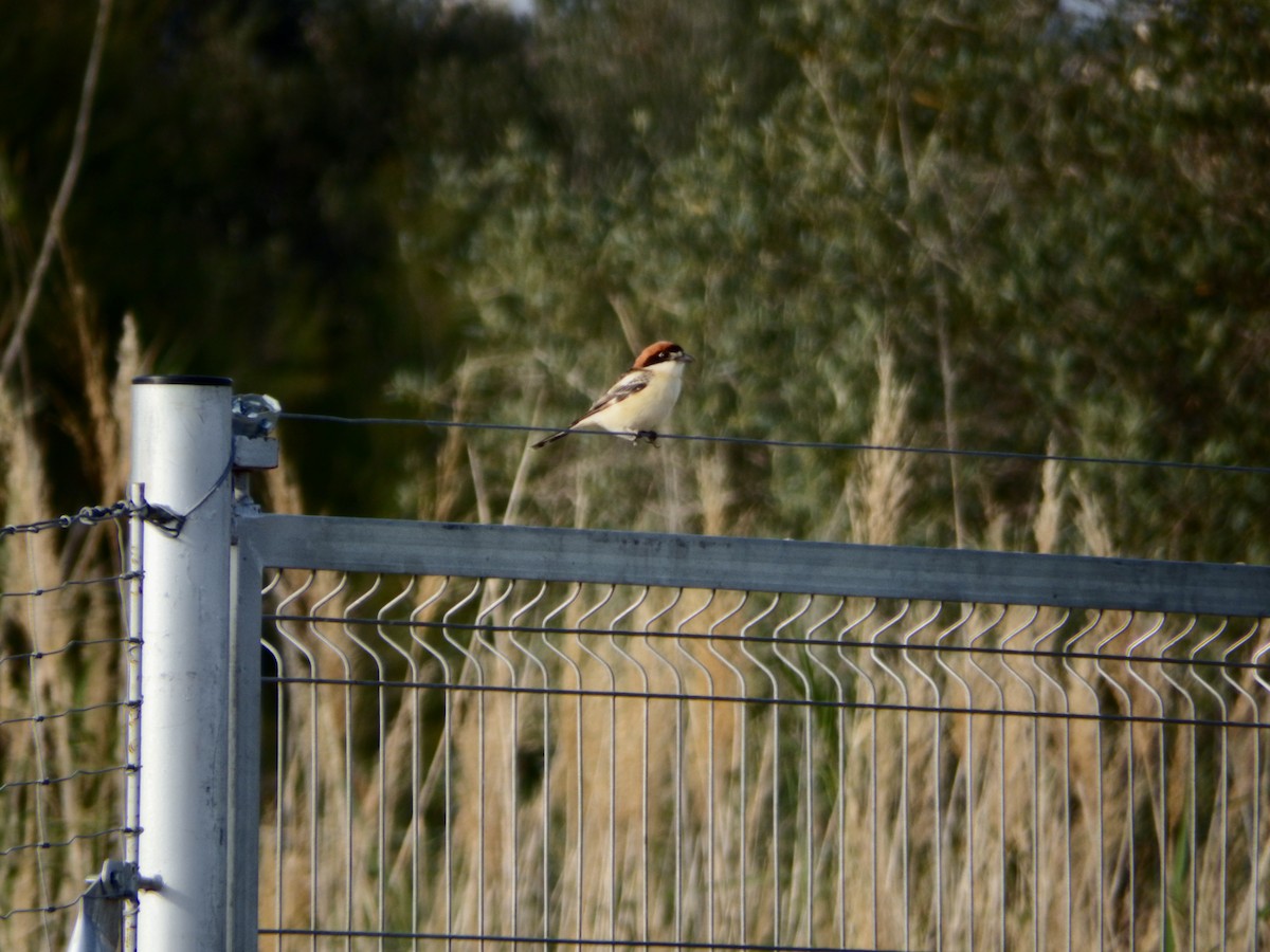 Woodchat Shrike - ML616253252