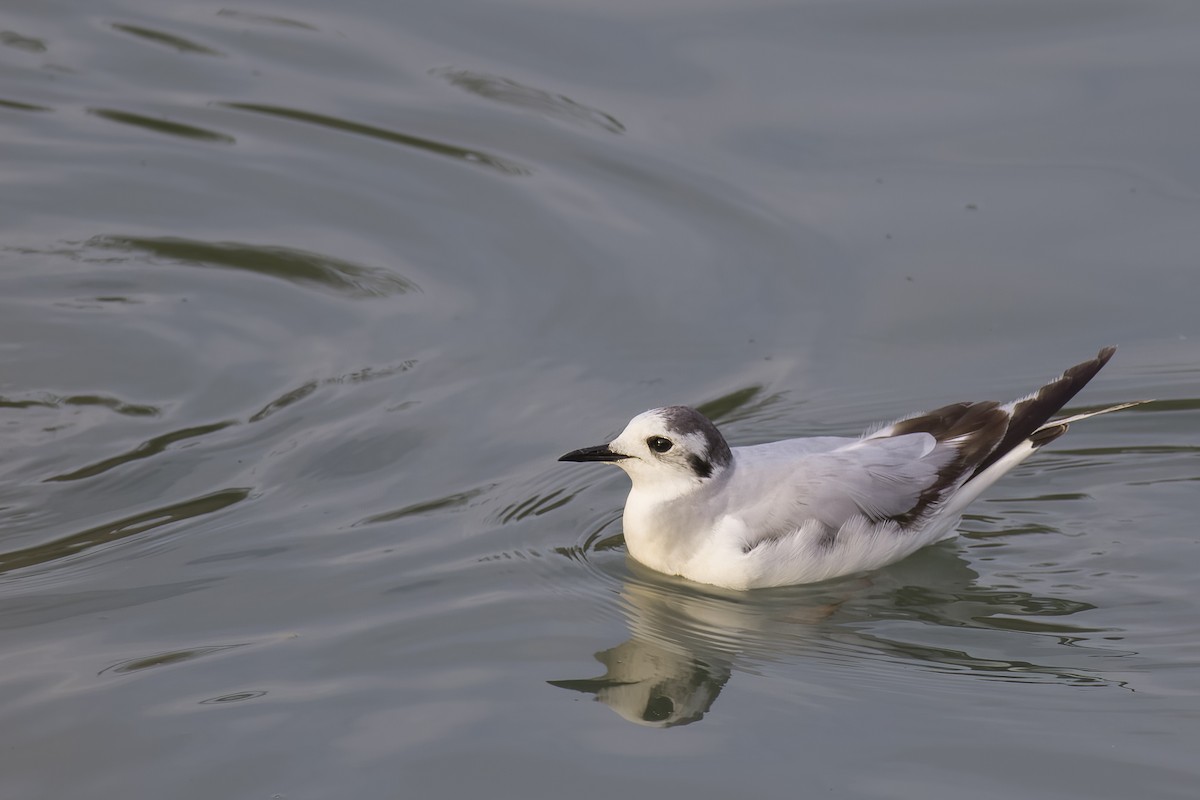 Mouette pygmée - ML616253278