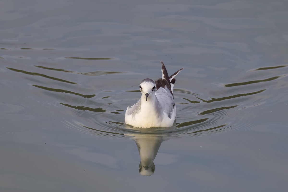 Mouette pygmée - ML616253288