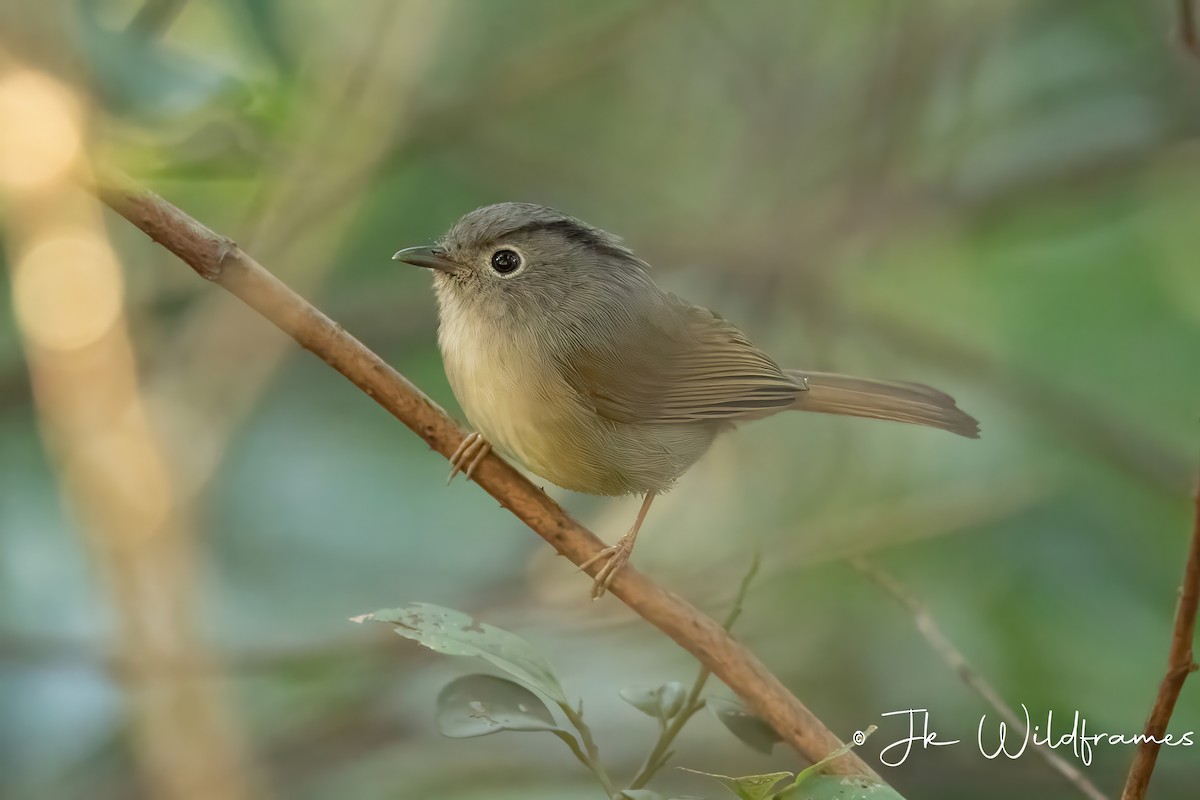 Mountain Fulvetta - ML616253292