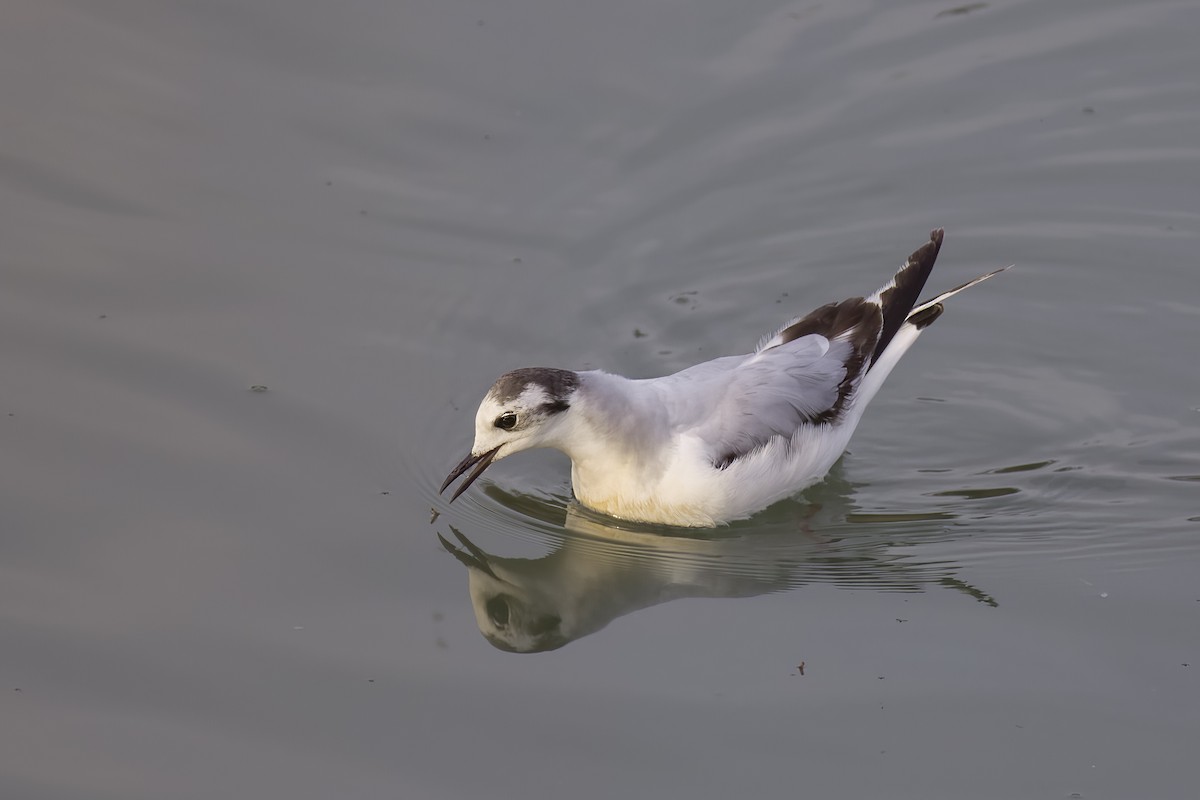 Little Gull - ML616253306