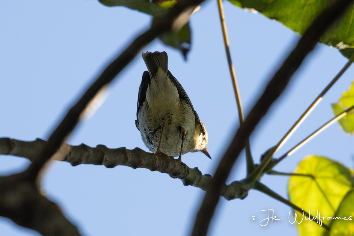 Yellow-browed Warbler - JK Malkoha