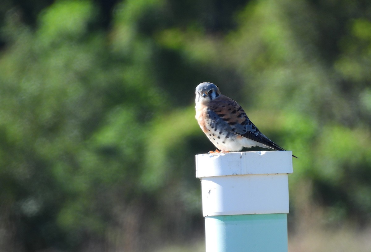 American Kestrel - Christine Rowland