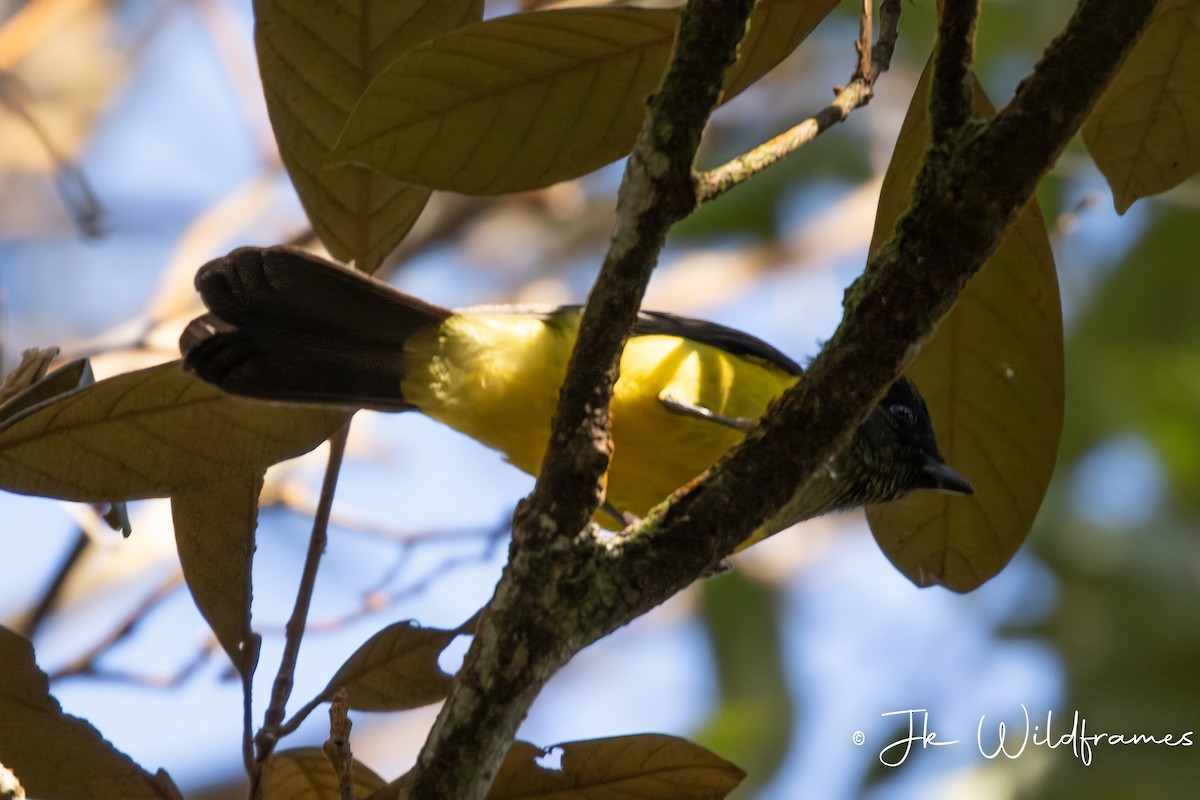 Sultan Tit (Black-crested) - ML616253314