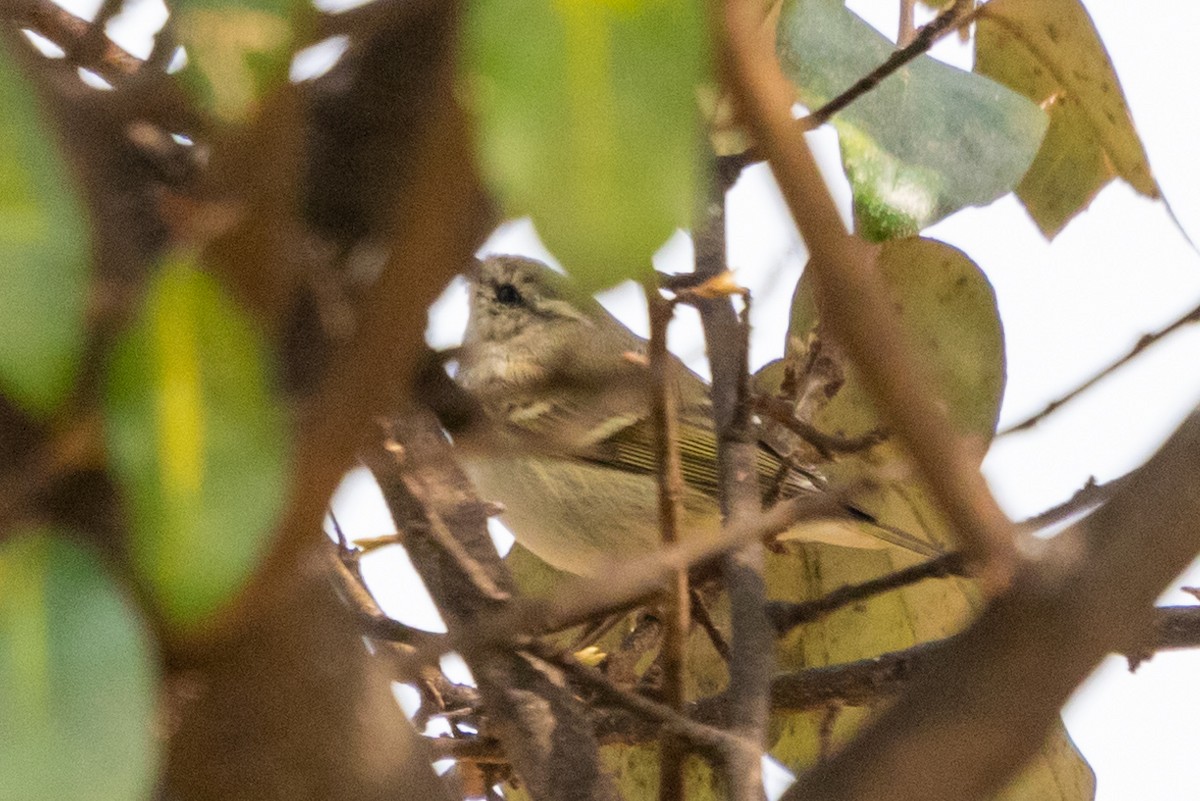 Hume's Warbler - ML616253317