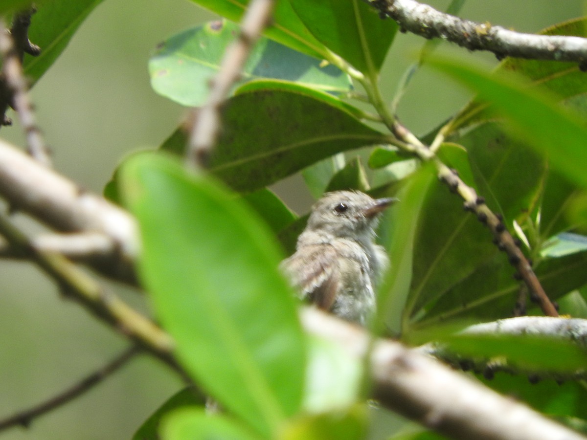 Marañon Tyrannulet - ML616253335