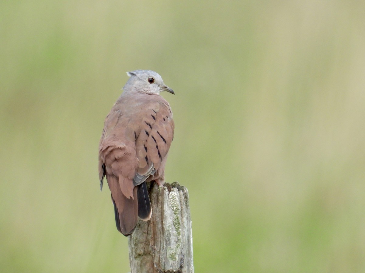 Ruddy Ground Dove - Alejandra Pons