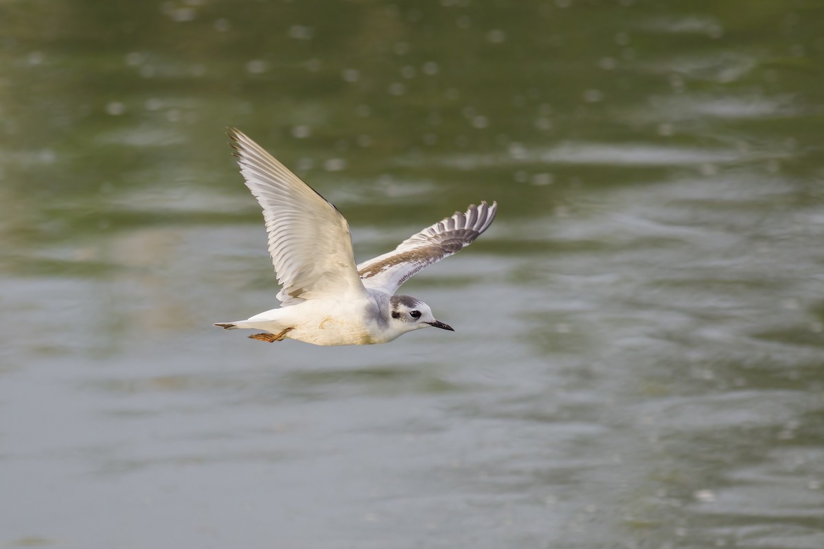 Mouette pygmée - ML616253389