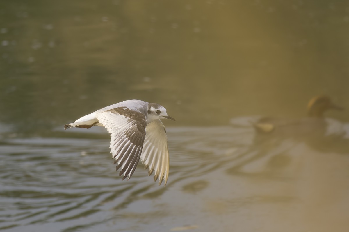 Little Gull - ML616253422