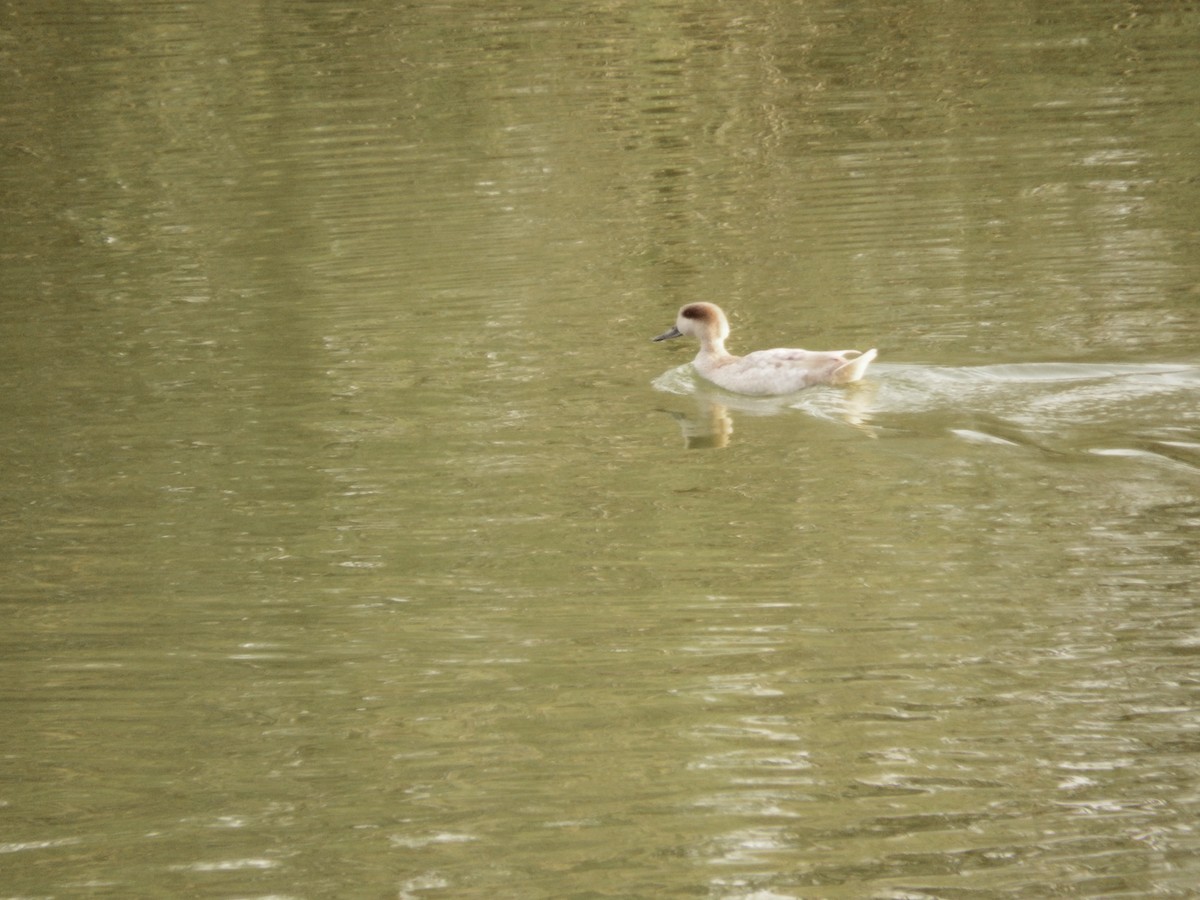 Marbled Duck - ML616253425