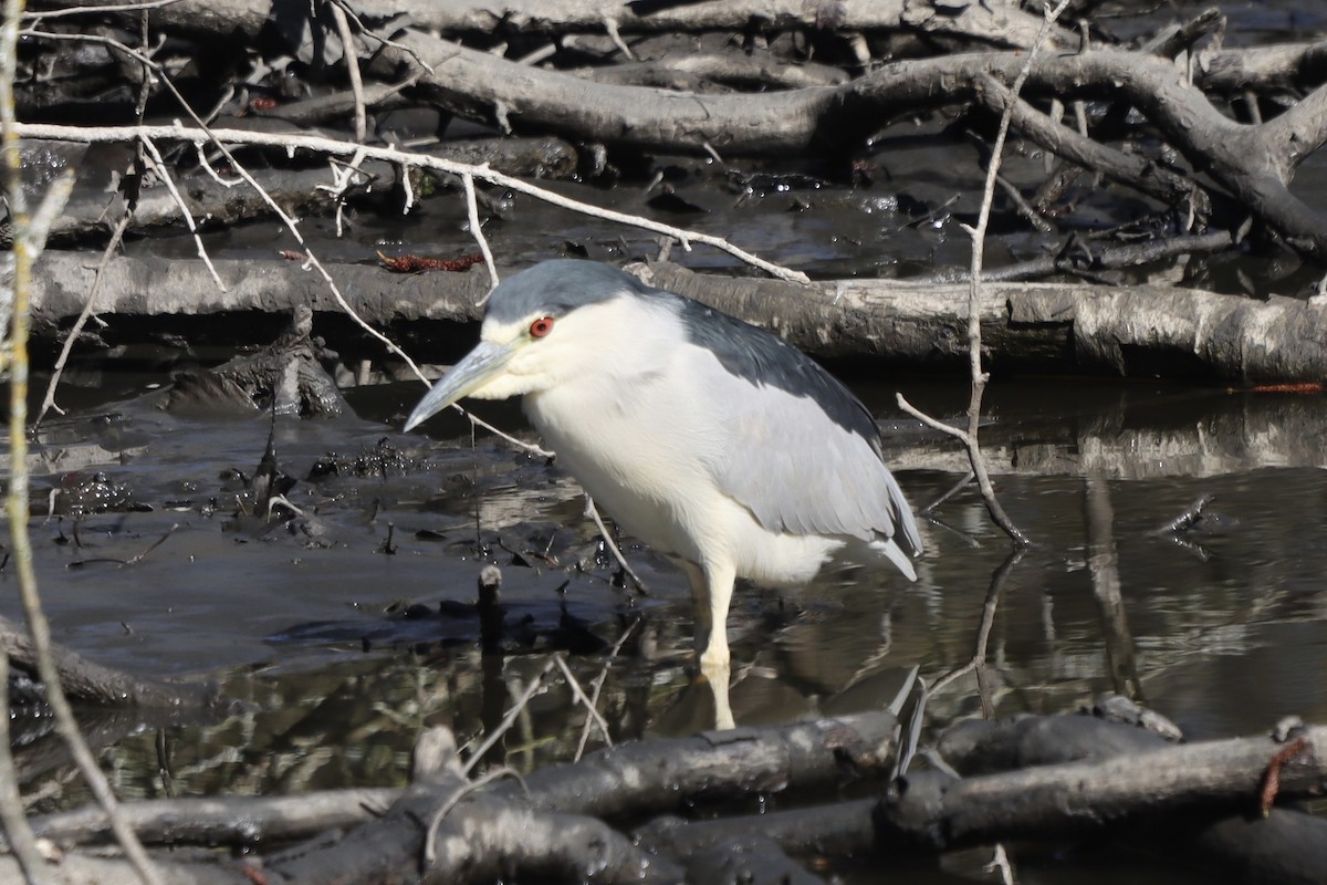 Black-crowned Night Heron - Rosemary Clapham