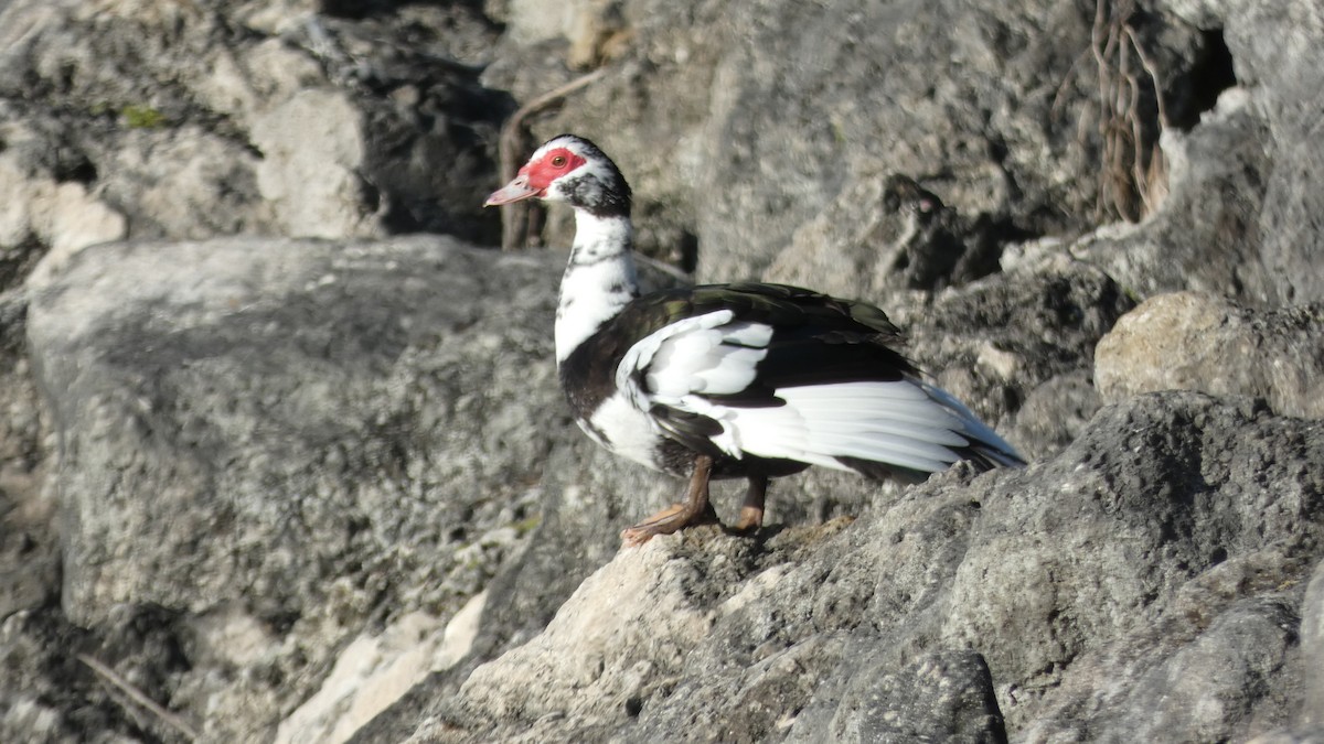 Muscovy Duck (Domestic type) - ML616253446