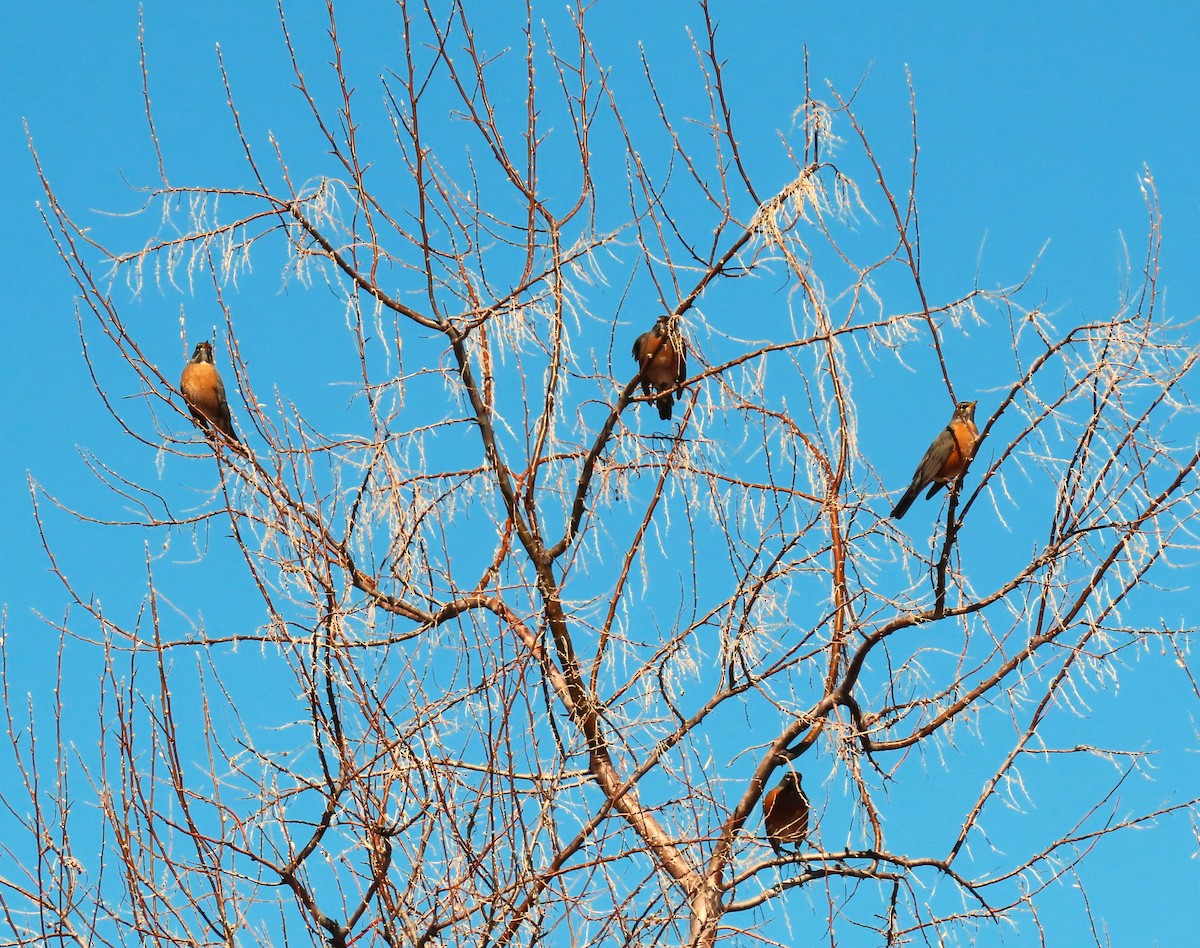 American Robin - ML616253453