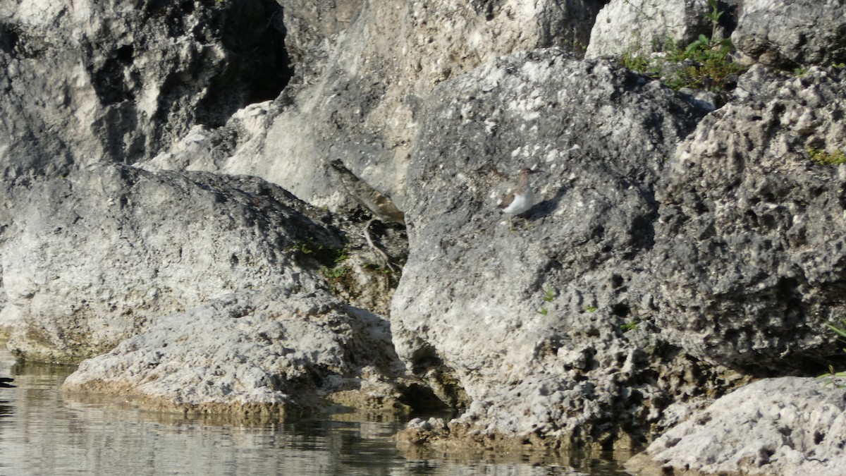 Spotted Sandpiper - ML616253459