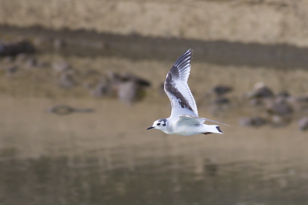 Little Gull - ML616253477