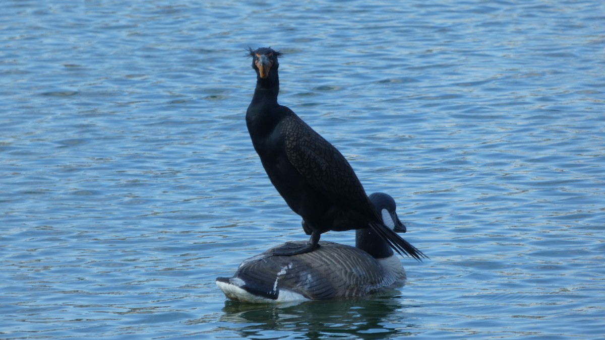 Double-crested Cormorant - ML616253481